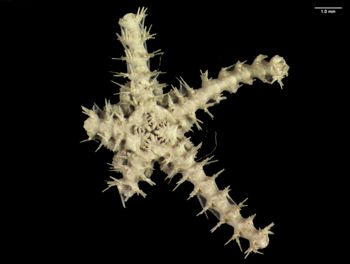 Media type: image; Invertebrate Zoology OPH-4076